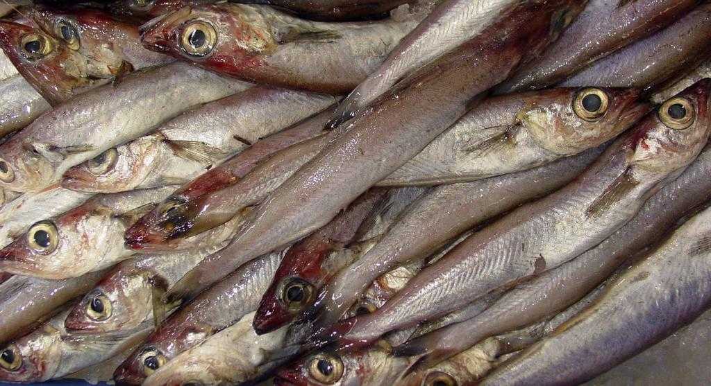Рыба Путассу