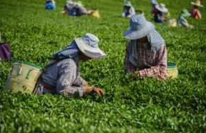 Фирмы чая: список лучших производителей
