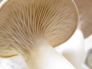 Устричный гриб: фото и как его готовить