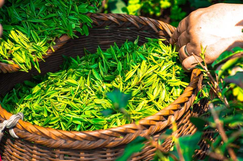 польза чая из листьев
