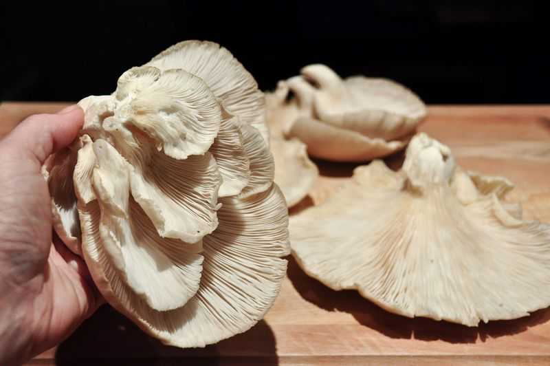 устричный гриб фото